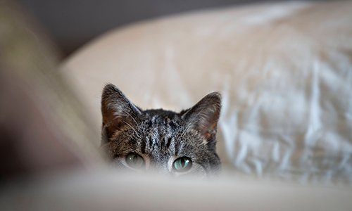 Kitty in bed with blanket in front of eyes