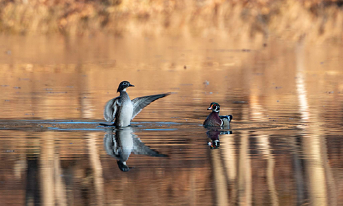 Two wood ducks in lake and reflection